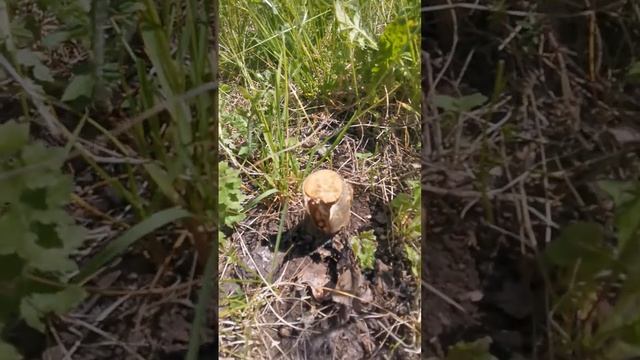 Грибок в прививке. Последствия. Груша Абат Фетель. смотреть онлайн