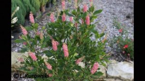 Знакомьтесь-КЛЕТРА.  Новинка в саду!!!  Выращивание и уход. Укрытие на зиму. Clethra Pink Spire