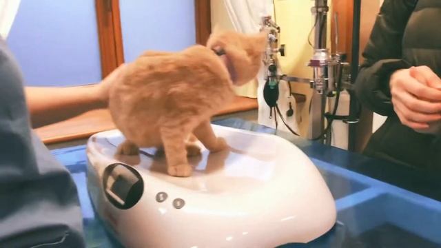 Британский кот Леопольд у ветеринара / Bkh Leopold beim Tierarzt смотреть онлайн