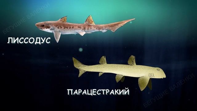 Эволюция акул | Познавательное видео