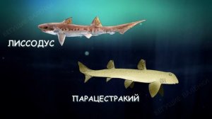 Эволюция акул | Познавательное видео