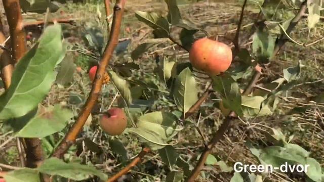 Яблоня Мантет. Описание сорта смотреть онлайн