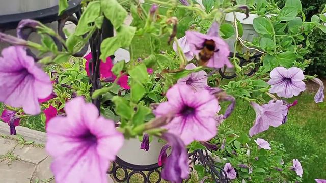 Шмель опыляет цветы. Свято-Тихоновский Преображенский женский монастырь г. Задонск. смотреть онлайн