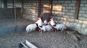 Куры Йокогама стандарт. Маточник на 2021г. 0679955447. 0662621491