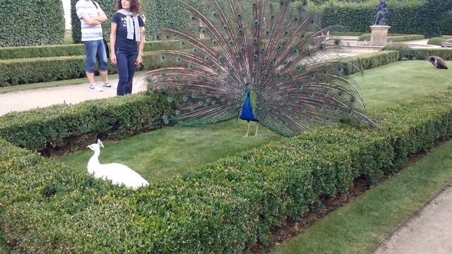 Peacock spreads its tail Павлин распускает хвост смотреть онлайн