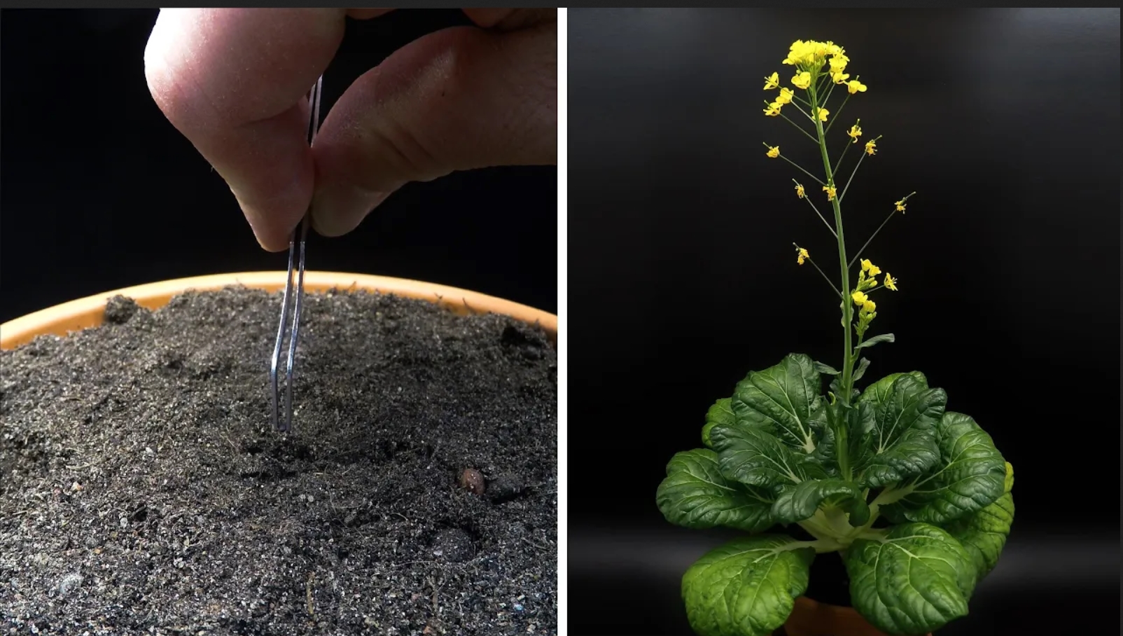 Выращивание Бок-Чой, от семян до цветков за 62 дня  - создано Boxlapse