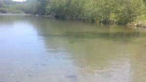 дальневосточная красноперка в мае