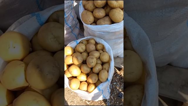 Крым, оптовый рынок Желябовка цены от 10.08.23 смотреть онлайн