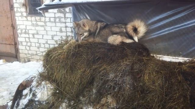 Щенки западносибирской лайки от классных рабочих собак смотреть онлайн