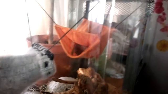 ласка резвится в  гамаке