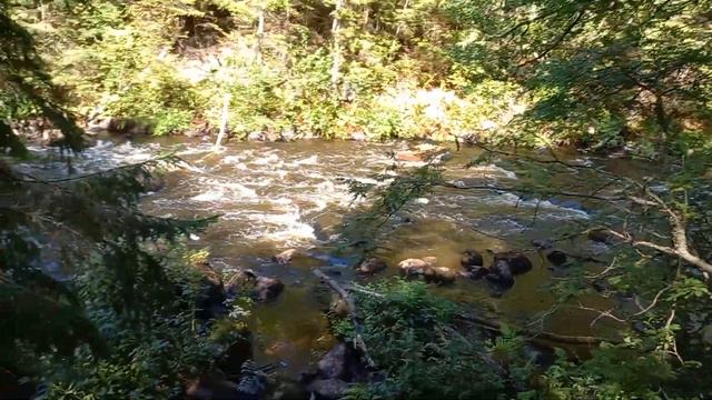 6.08.2021 Линдуловская Роща, река Рощинка, Ленинградская область смотреть онлайн