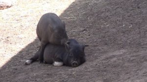 Братские развлечения. Вьетнамские поросята в хозяйстве