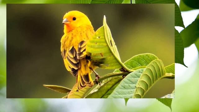 Пение канареек/ Singing canaries/ Sounds of birds/ Meditation/ Relaxation/ пение птиц/ canaries