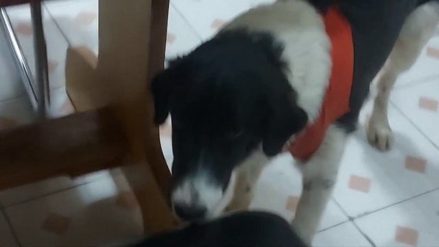 Осложнения после стерилки. Шерхан болеет.Пришли гости. Бой долетел. Самолет задержался. смотреть онлайн