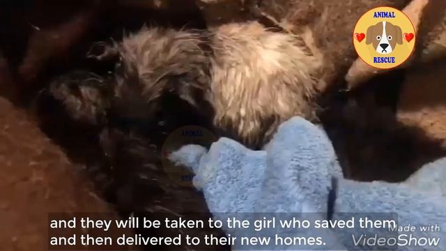 Tiny puppies can not escape from hot tar, desperate crying for help, miracle stories! смотреть онлайн