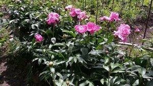 Пионы травянистые. Цветение и уход.