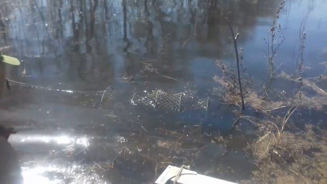 Ловля рыбы на вершу весной на разливах,супер улов.