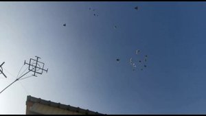 Красота бойных голубей полёт и игра в небе. Желтые и красные. Двухчубые голуби. Tauben. Pigeons