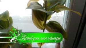 Комнатное растение. "Судьба Лилии"