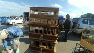 Птичий рынок Краснодар Ярмарка (06.06.2021г.)