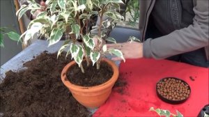 Conseils jardinage: Ficus benjamina: Entretien et arrosage plante verte d'intérieur