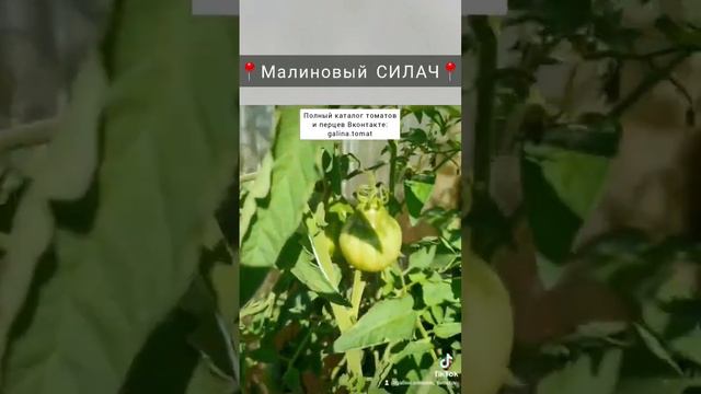 МАЛИНОВЫЙ СИЛАЧ📍 #семенатоматов #сад #помидоры #томаты #огурцывтеплице #всенадачу #dwarf