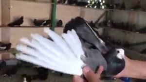 Голуби у Виктора-37 (Питомник "Западный" ) 8-906-727-22-43