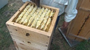 Дуплянка типа многокорпусного.