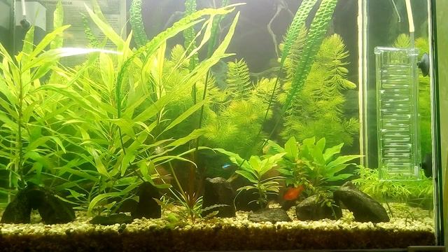 Реактор CO2 "Лесенка" смотреть онлайн