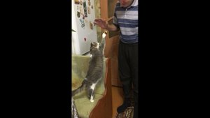 Смешные кошки Кошка здоровается с хозяином