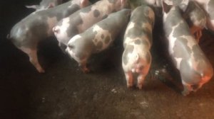 Психанула!!! Перестаю продавать с весны поросят. Обзор поросят породы пьетрен.