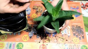 АЛОЕ ВЕРА как купить? Самое полезное растение правильная посадка уход