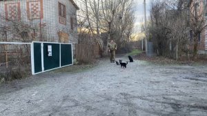 Аскеладд 4,5 месяцев Миттельшнауцер! Дрессировка с котиками!