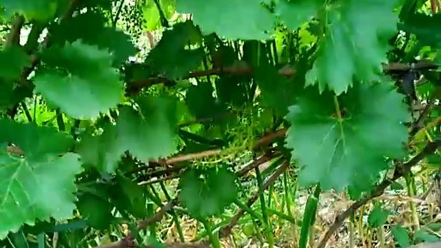 виноград кишмиш 342. смотреть онлайн