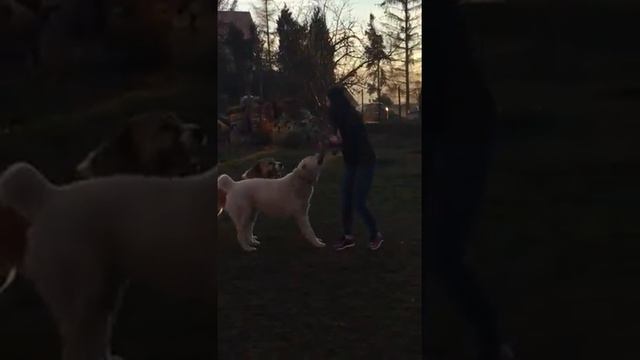 Тимерташ Жастина, Жасмина и Львиное Сердце (Польша) Еще больше информации на сайте питомника www.t смотреть онлайн