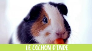 10 ANIMAUX DOMESTIQUES