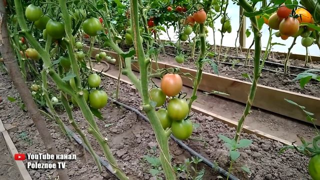 СОРТ ПОМИДОР ДЕБАРАО СВЕРХУРОЖАЙНЫЕ ПОМИДОРЫ ДЛЯ ТЕПЛИЦЫ И ОТКРЫТОГО ГРУНТА смотреть онлайн