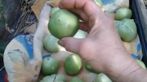 Как сохранить помидоры до зимы