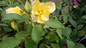 Tajmahal Rose Double Delight Rose Scented & Other Types Of Rose Plants At Talahaat Kolkata