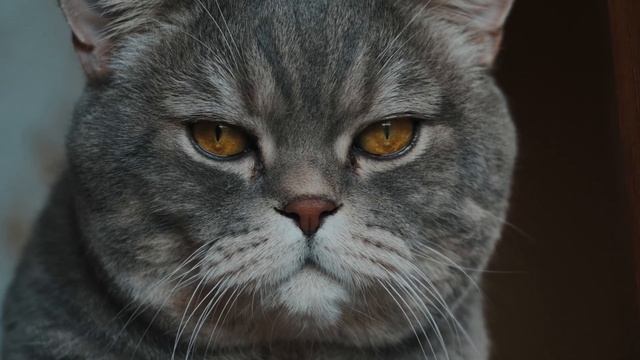 Levon Spring (cinematic video) смотреть онлайн