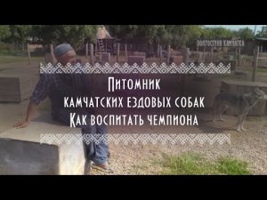 ЭтноLife | Питомник камчатских ездовых собак | Каратинские каюры | Как воспитать чемпиона