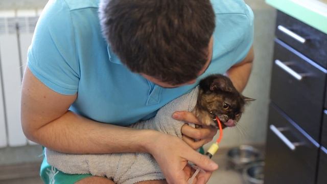 Как проглистовать кошку суспензией смотреть онлайн