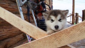 Катание на собачьих упряжках в Малом Голоустном, на Байкале, в Иркутске.