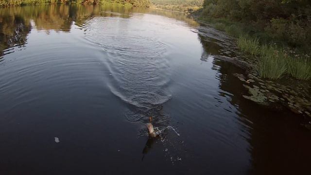 Щучка на уокер и пустая поклевка смотреть онлайн