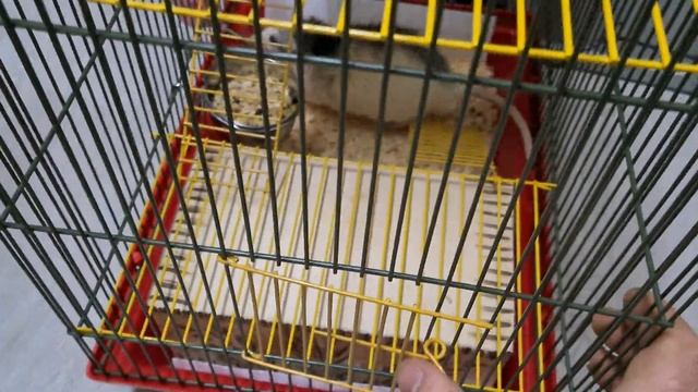 Уход за домашней крысой|Крыса в доме