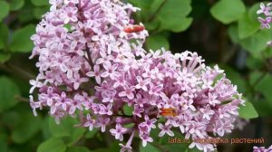 Сирень мейера Палибин (syringa meyeri palibin) ? Палибин обзор: как сажать, саженцы сирени Палибин