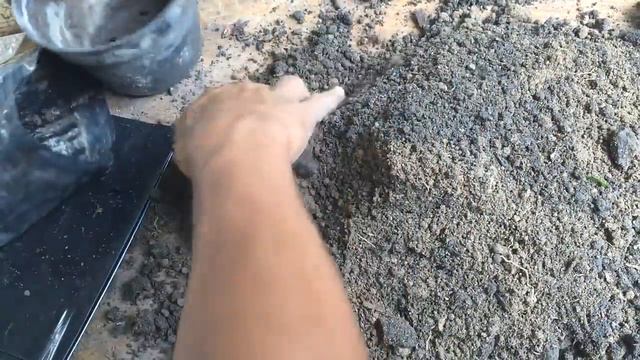 Como reproducir y cuidar la planta listón blanco(malamadre, cinta)Chlorophytum comosum - Info Garde смотреть онлайн