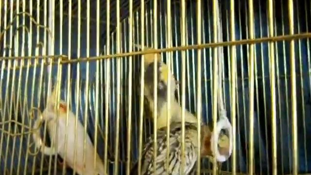 Игрушка для попугаев Корелл самодельная. смотреть онлайн