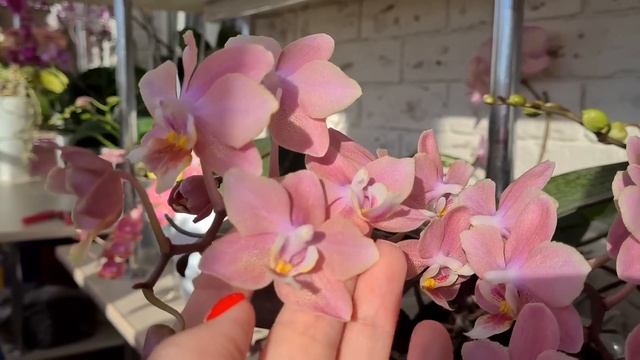 Цветение орхидей в новом 2023 году❄?? Мои парфюмерные фабрики? смотреть онлайн