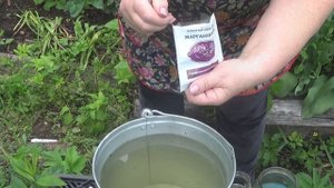 Мощное средство от мучнистой росы на огурцах и других растениях